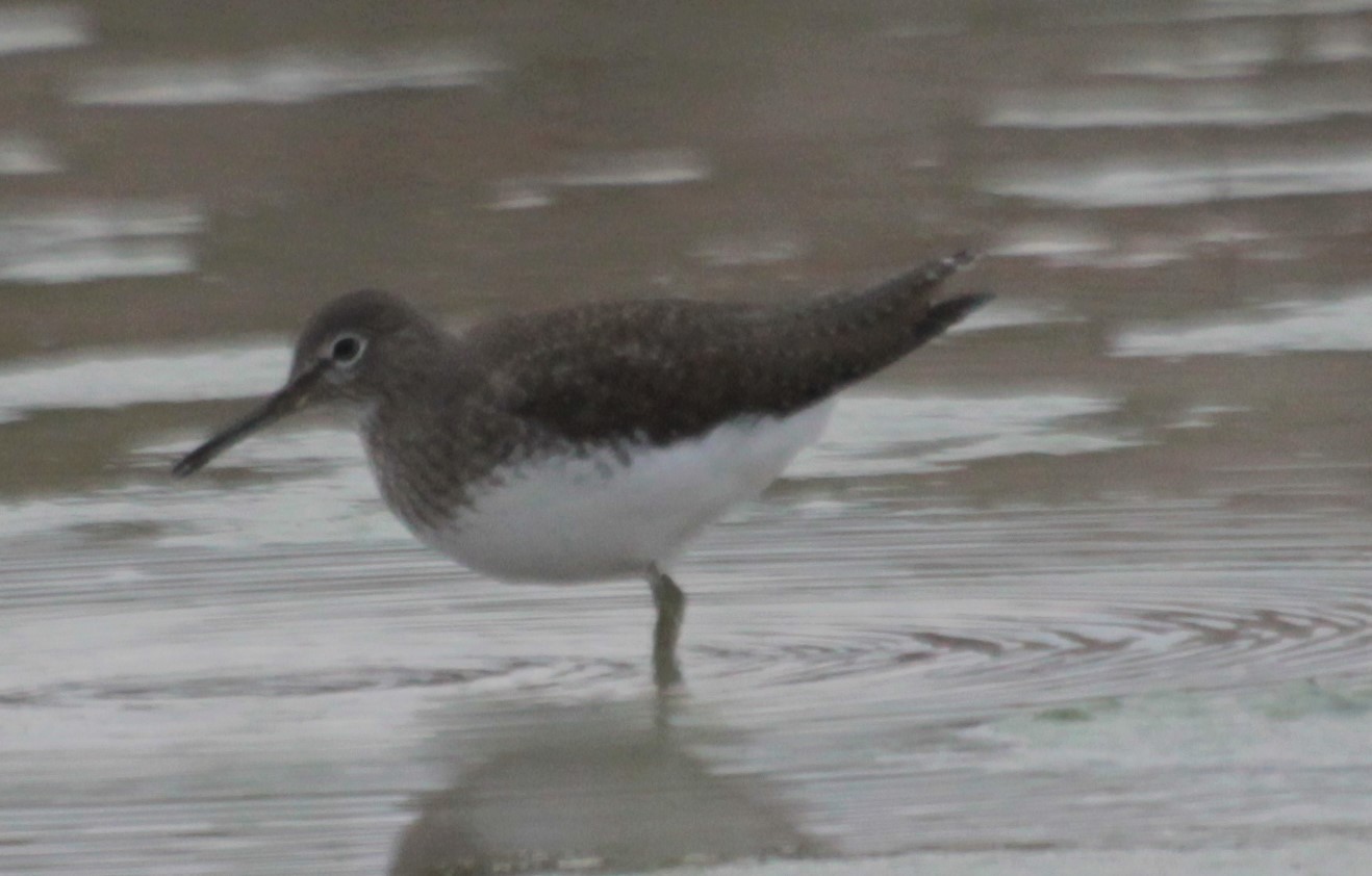 Green Sandpiper